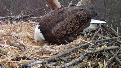 Hanover Bald Eagles lay first egg in nesting season | News, Sports, Jobs - The Express