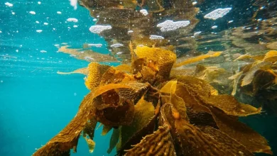 How AI deep learning is helping UCLA scientists protect California’s coastal ecosystems