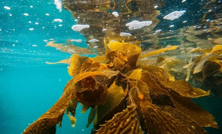 How AI deep learning is helping UCLA scientists protect California’s coastal ecosystems