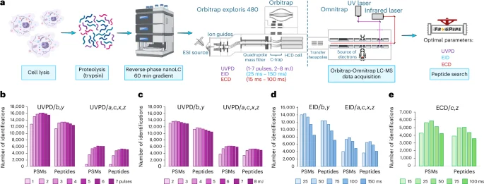 Integration of alternative fragmentation techniques into standard LC-MS workflows using a single deep learning model enhances proteome coverage