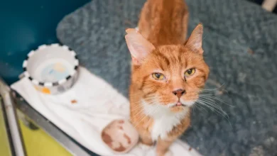 Interdictions d’animaux dans les logements : le tribunal tranche en faveur de la SPCA