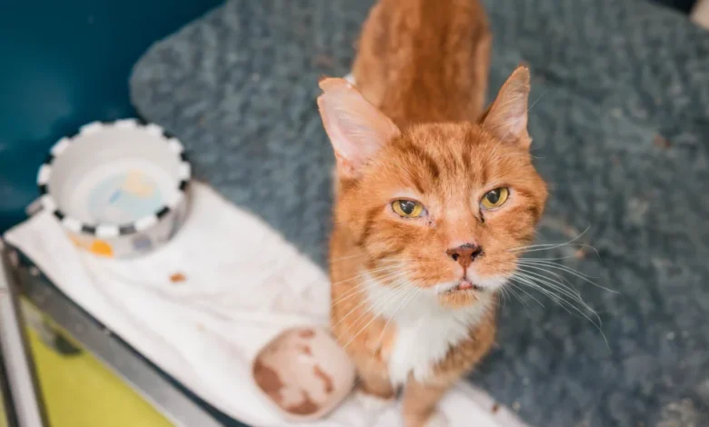 Interdictions d’animaux dans les logements : le tribunal tranche en faveur de la SPCA