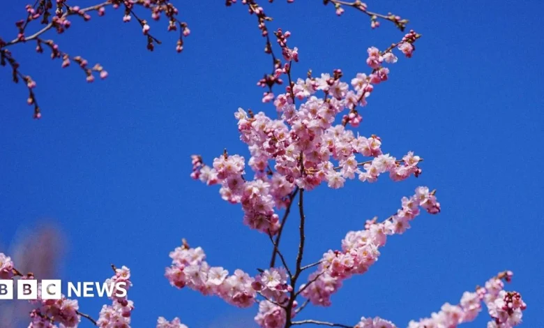 Japanese cherry blossom trees planted at Eden Project in Cornwall
