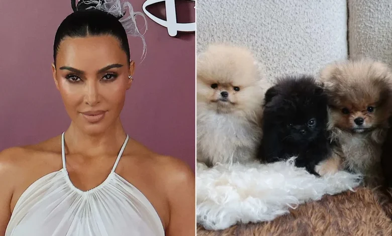 Kim Kardashian Shares Photos of 4 Puppies She Got as Christmas Gifts for Her Kids, Weeks After PETA Slammed Her