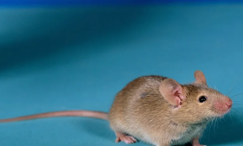 La piscine de Vire dans le Calvados fermée en raison de dégâts provoqués par une souris