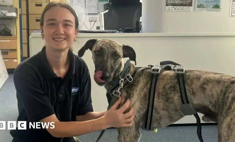 Lancashire RSPCA shelter remains open after public donations