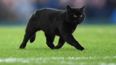 Le vendredi 13, entre mécanismes cognitifs et origines religieuses