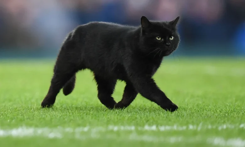 Le vendredi 13, entre mécanismes cognitifs et origines religieuses