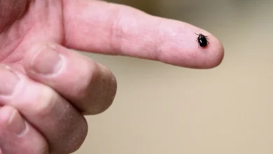 Lyme Vaccine Shows Promise, but 'Tricky' Path Lies Ahead