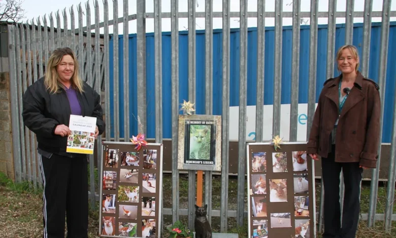 Minehead cat Gizmo remembered with life-size statue