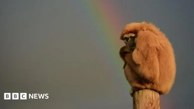 'Misleading weather apps can cost attractions up to £137k a day'