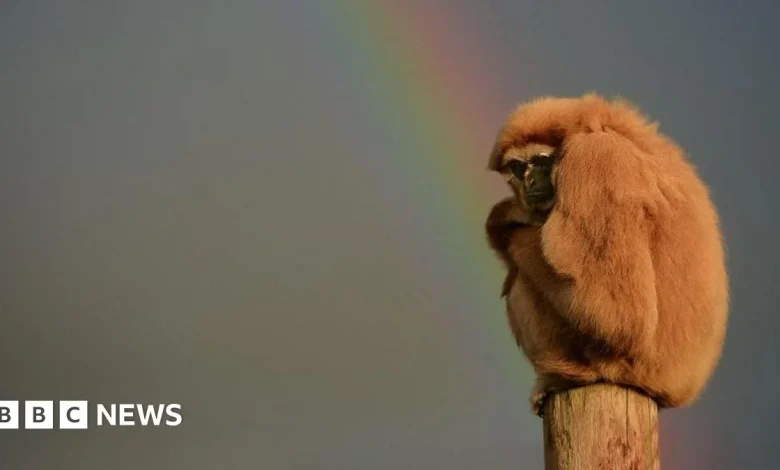 'Misleading weather apps can cost attractions up to £137k a day'