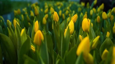 Mongolia imported 12.2 mln fresh flowers in 2025