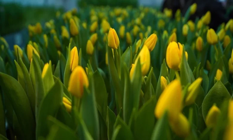 Mongolia imported 12.2 mln fresh flowers in 2025