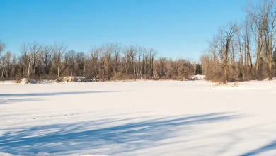 Mortalité de poissons aux lacs Fauvel : le manque d’oxygène identifié comme cause probable