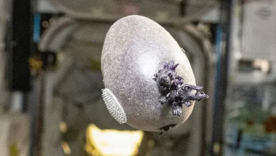 NASA astronaut shares photo of weird, purple, egg-shaped object with 'tentacles' on the ISS. But the truth is much more terrestrial