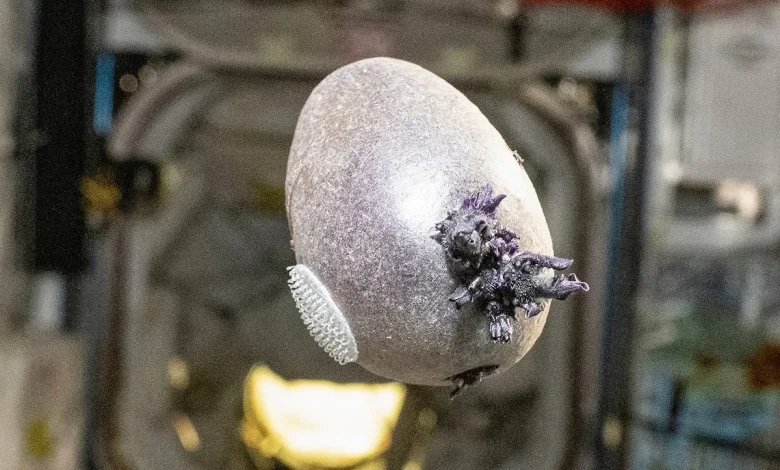 NASA astronaut shares photo of weird, purple, egg-shaped object with 'tentacles' on the ISS. But the truth is much more terrestrial