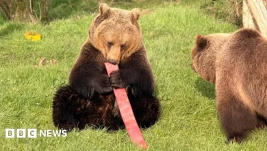 Old fire hoses are a blast with zoo's bears