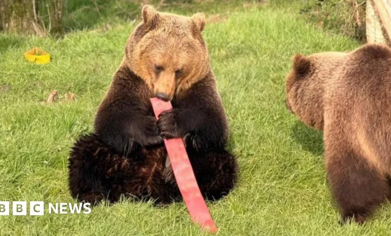 Old fire hoses are a blast with zoo's bears