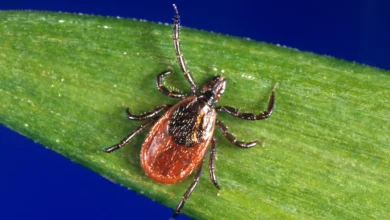 Pfizer Lyme vaccine shows more than 70% efficacy but misses key statistical goal