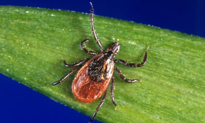 Pfizer Lyme vaccine shows more than 70% efficacy but misses key statistical goal