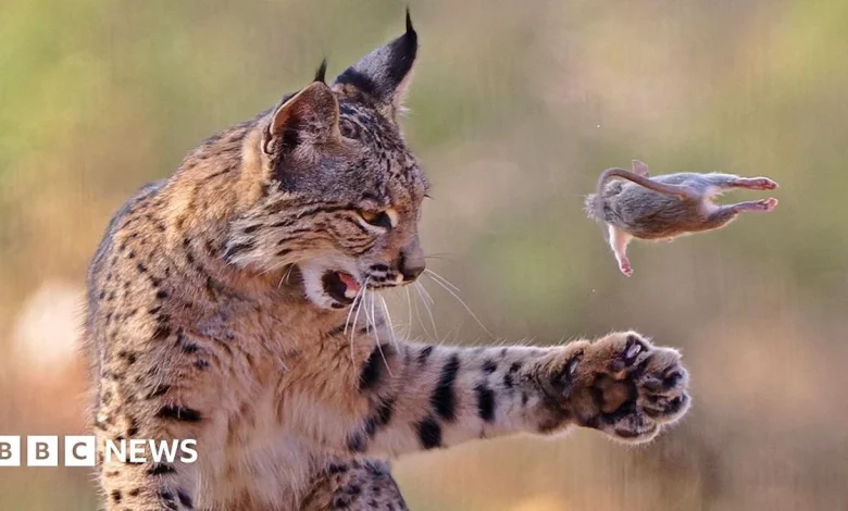 Playful lynx wins wildlife photographer peoples choice prize 2026