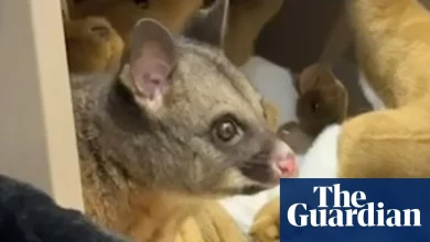 Possum found nestled in with plush toys at airport gift shop in Tasmania