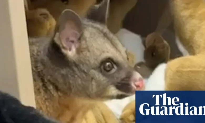 Possum found nestled in with plush toys at airport gift shop in Tasmania