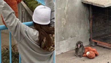 Punch The Monkey Met Lisa From Blackpink