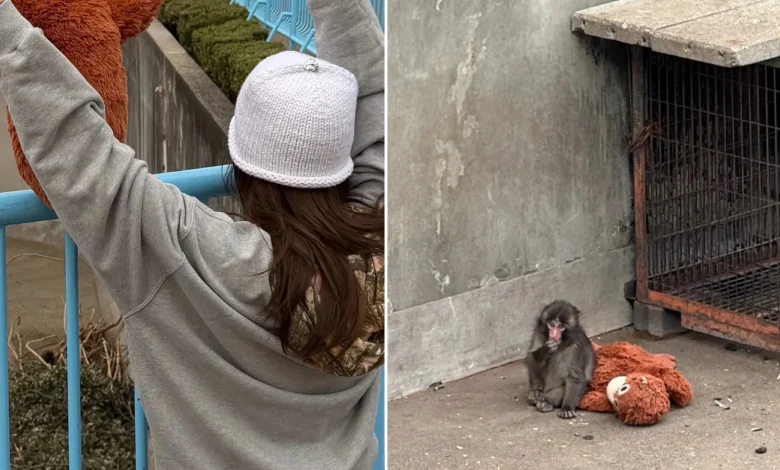 Punch The Monkey Met Lisa From Blackpink