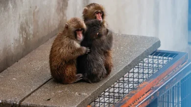 Punch, the viral baby monkey, may be outgrowing his plushy, zoo says