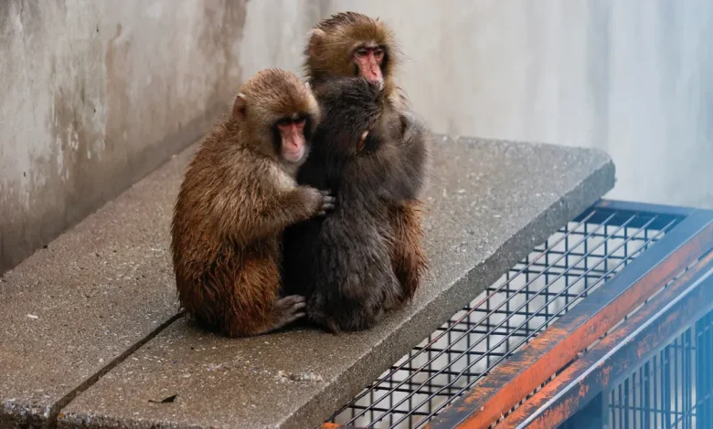 Punch, the viral baby monkey, may be outgrowing his plushy, zoo says
