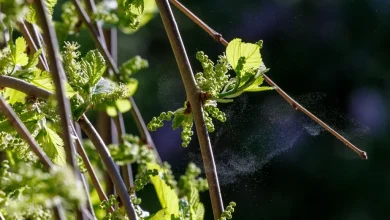 Quand arrivera le printemps 2026 ?