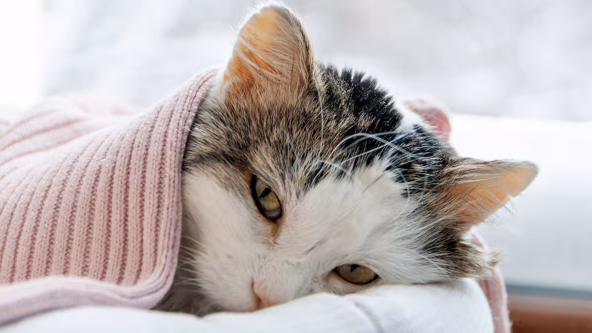 Que signifie le mot propriétaire au Québec?