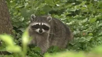 Raccoon bites two people in Old Town Alexandria, health officials say