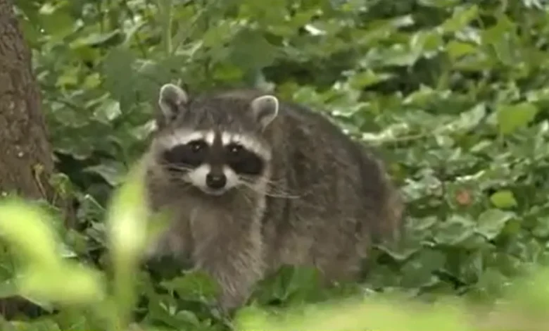 Raccoon bites two people in Old Town Alexandria, health officials say