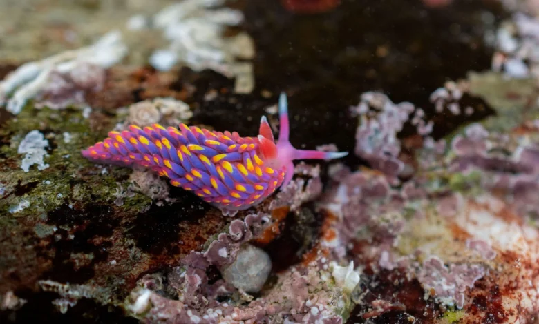 Rainbow Sea Slug spotted in rock pools in Looe