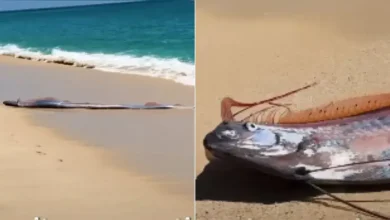 Rare 'Doomsday Fish' Sighting In Mexico Sparks Concern, Video Goes Viral