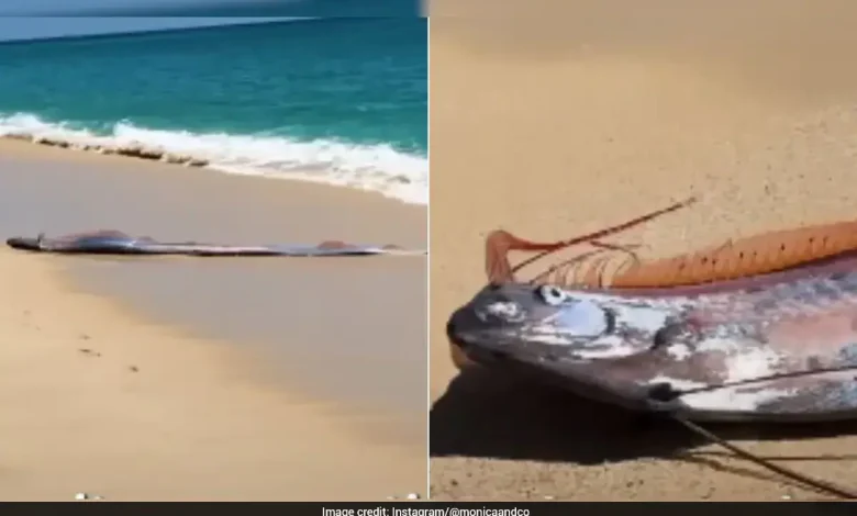 Rare 'Doomsday Fish' Sighting In Mexico Sparks Concern, Video Goes Viral