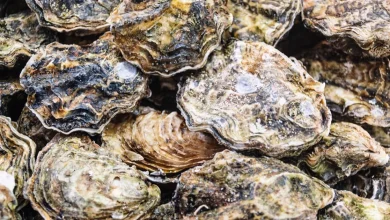 Raw oysters and clams recalled in 9 U.S. states over possible norovirus contamination
