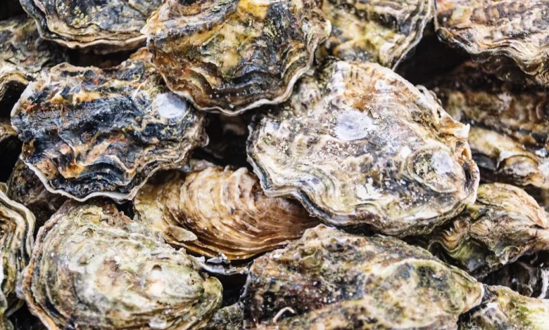 Raw oysters and clams recalled in 9 U.S. states over possible norovirus contamination