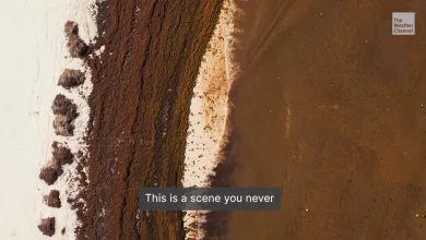 Record Sargassum Could Threaten Your Spring Break Beach Trip