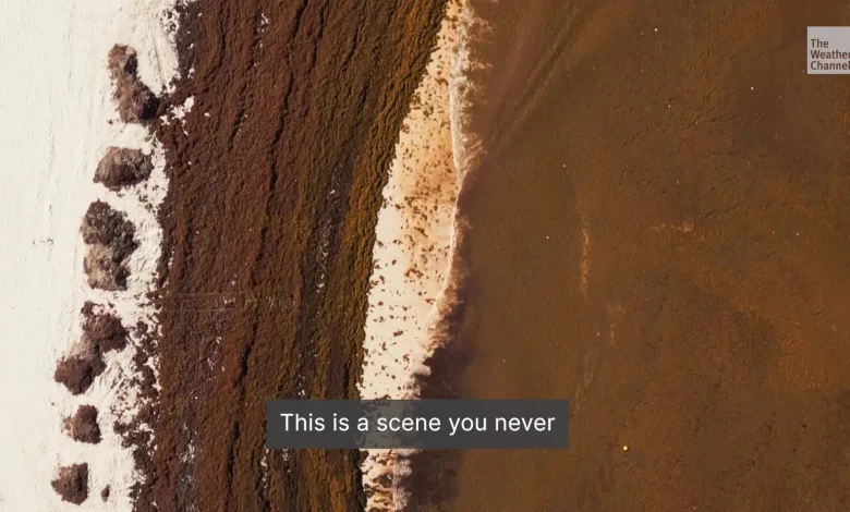 Record Sargassum Could Threaten Your Spring Break Beach Trip