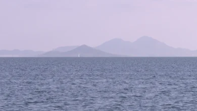 Roban un millar de ostras de un proyecto científico del Mar Menor