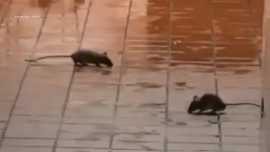 Rodents spotted at McDonald's inside Dinuba Walmart