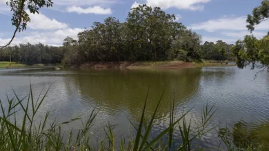 STAR-ADVERTISER FILE Pictured is an overall view of Wahiawa Reservoir from the Kemoo shoreline.