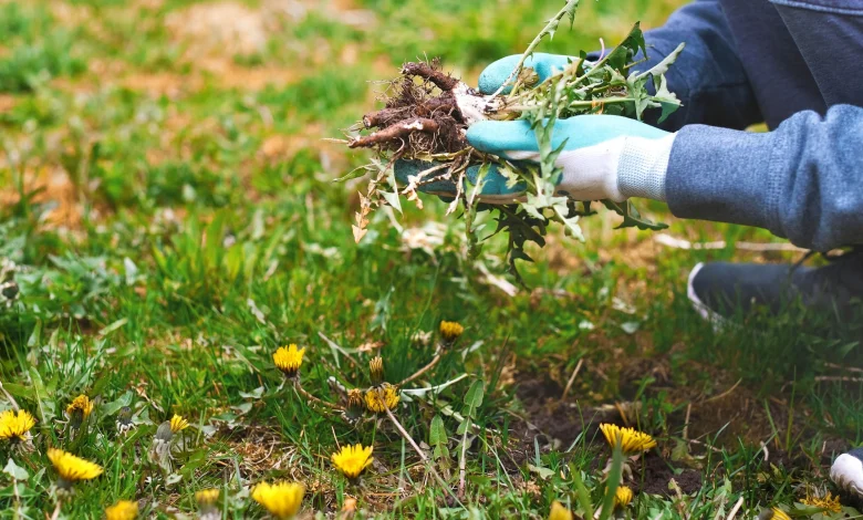 Say goodbye to lawn weeds with this simple March hack — and revive your plants