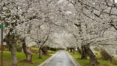 See cherry blossoms without the tourists, traffic or long lines