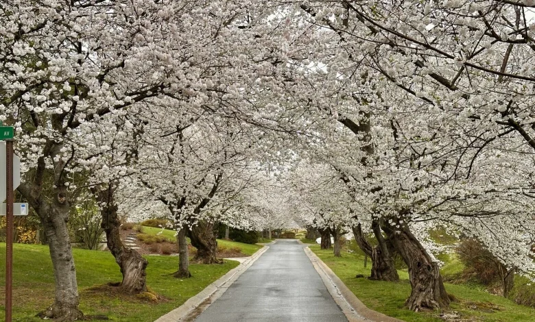 See cherry blossoms without the tourists, traffic or long lines