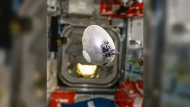 See it: NASA astronaut shares photo of egg-shaped object with tentacles growing on International Space Station